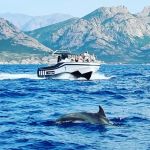 Promenades En Mer Calvi Dauphins